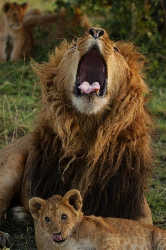 Jahazi Suite Mara Plains