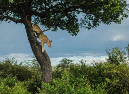 Mara Expedition Camp