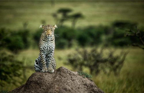 Mara Expedition Camp
