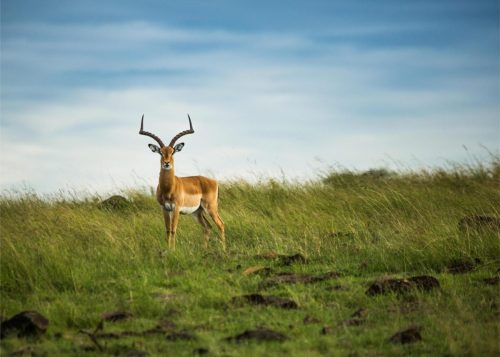 Jahazi Suite Mara Plains