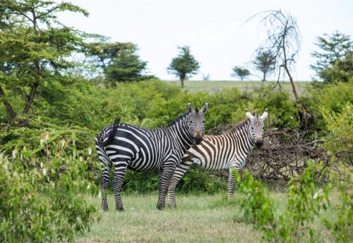 Mara Expedition Camp