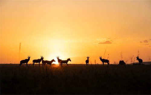 Mara Expedition Camp