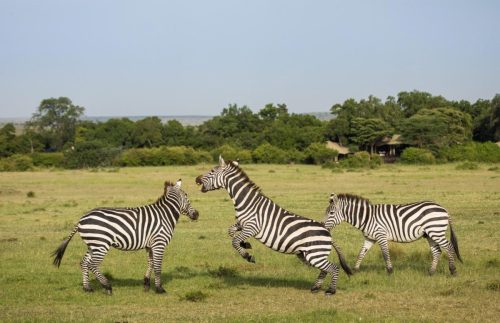 Mara Expedition Camp