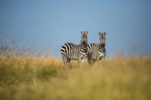 Mara Expedition Camp