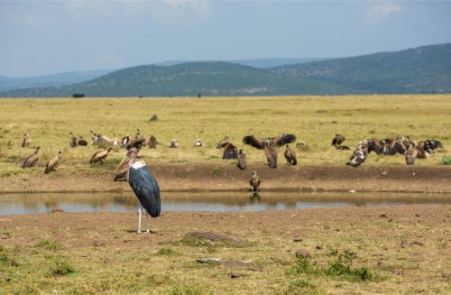 Mara Expedition Camp