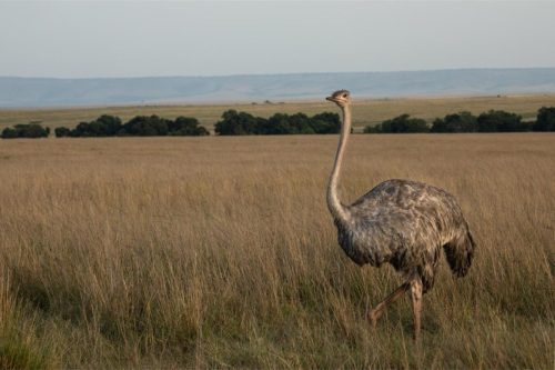 Mara Expedition Camp