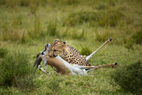 Mara Expedition Camp