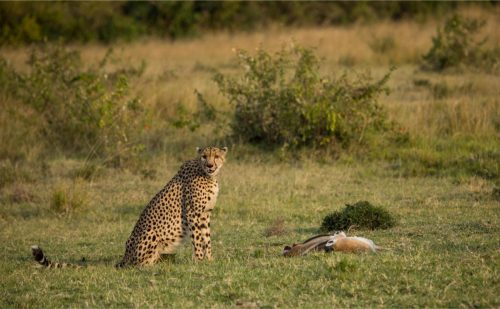 Mara Expedition Camp