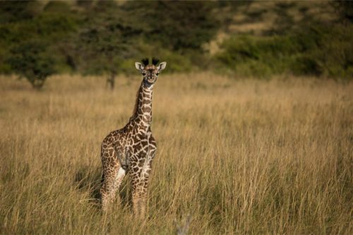 Mara Expedition Camp