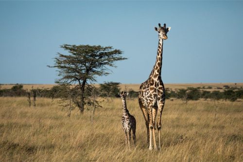 Mara Expedition Camp