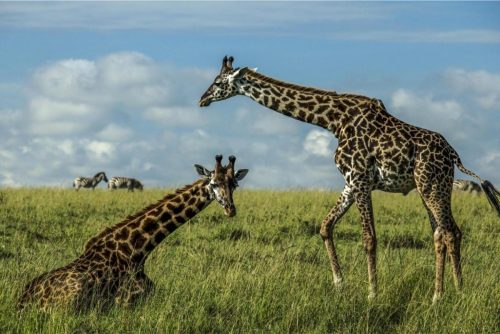 Jahazi Suite Mara Plains