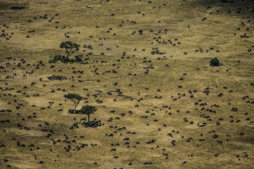 Mara Expedition Camp
