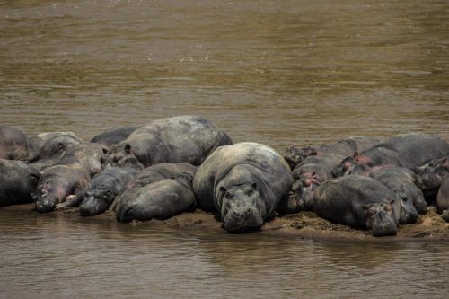 Jahazi Suite Mara Plains