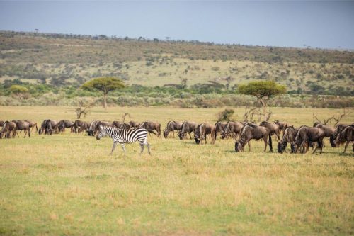 Mara Expedition Camp