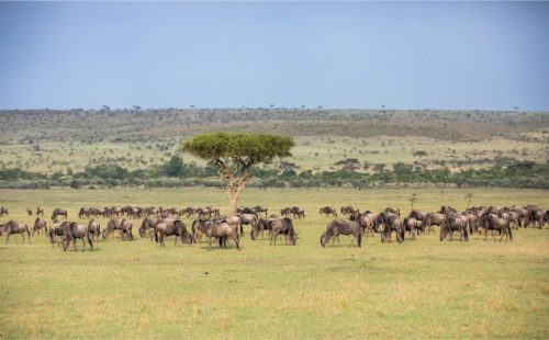 Mara Expedition Camp