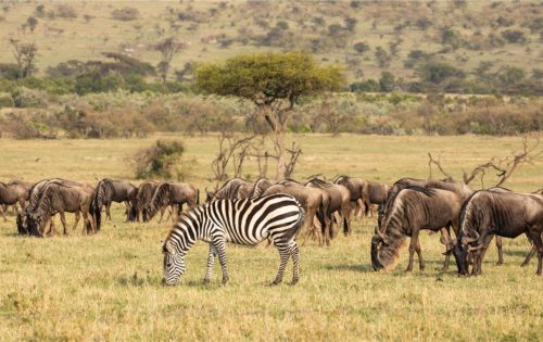 Mara Expedition Camp