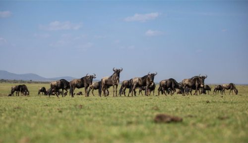 Mara Expedition Camp