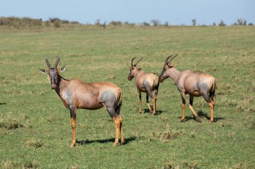 Mara Expedition Camp