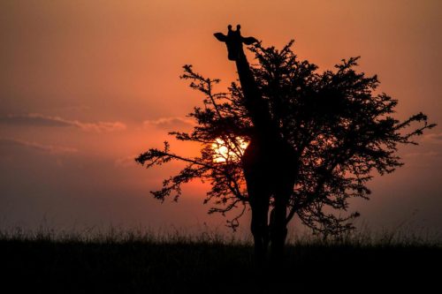 Mara Expedition Camp