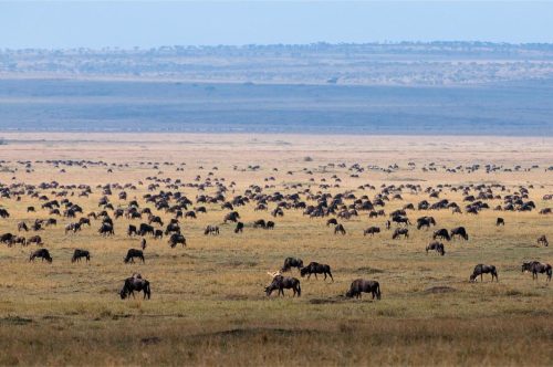 Mara Expedition Camp