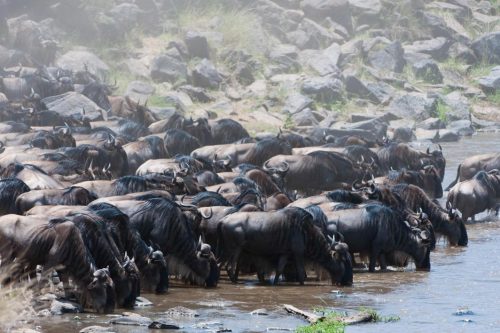Mara Expedition Camp